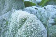 霜がついた野菜
