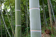 孟宗竹の竹林