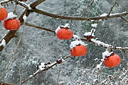 雪化粧した熟し柿